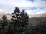 Cedars